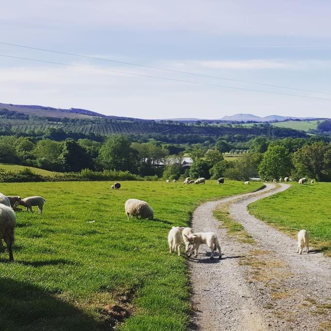 Bronfelen Yurt Hotel Cynghordy Bagian luar foto